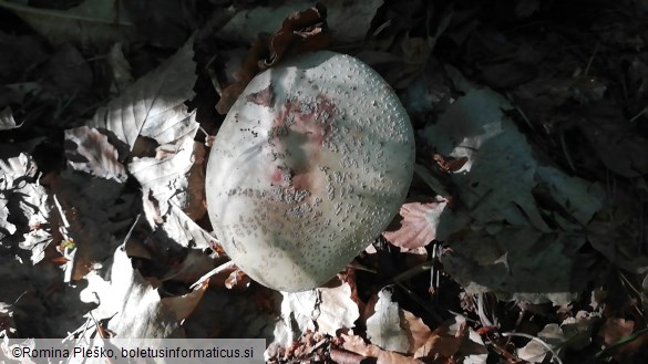 Amanita rubescens