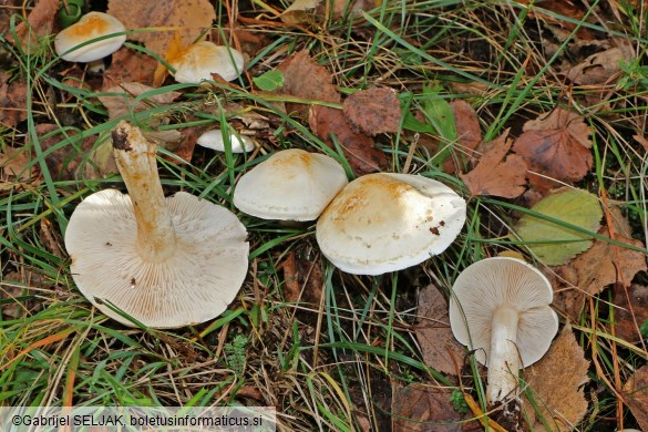 Tricholoma stiparophyllum