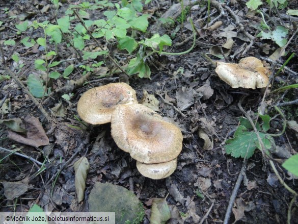 Paxillus rubicundulus