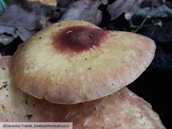 Tricholomopsis rutilans