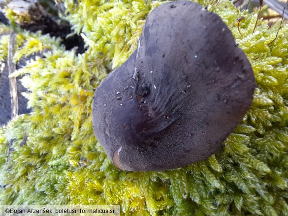 Pluteus notabilis