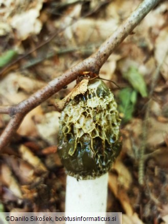 Phallus impudicus