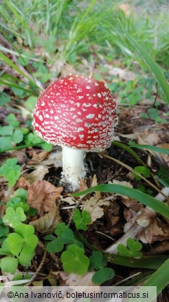 Amanita muscaria