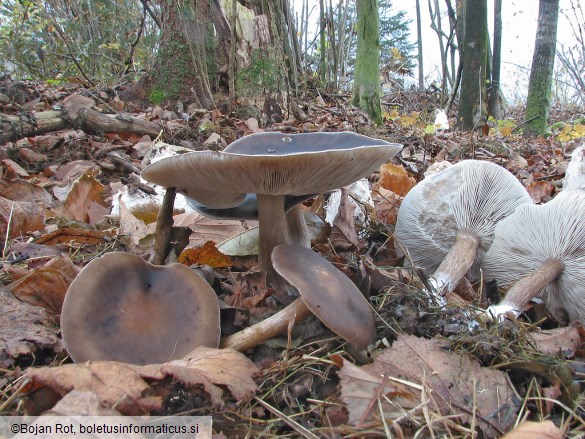 Melanoleuca polioleuca