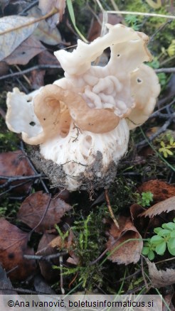 Helvella crispa