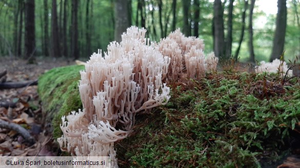 Artomyces pyxidatus