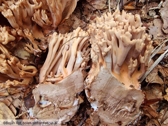 Ramaria bataillei