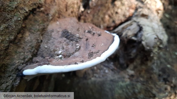 Ganoderma applanatum