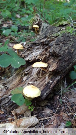 Pholiota tuberculosa