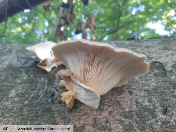 Pleurotus ostreatus