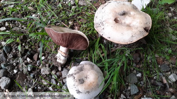 Agaricus bitorquis