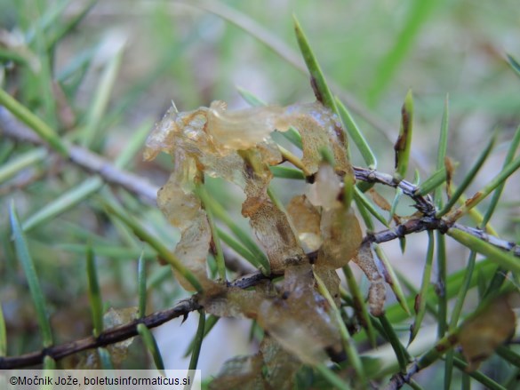 Gymnosporangium sabinae