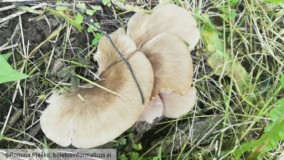 Pleurotus ostreatus