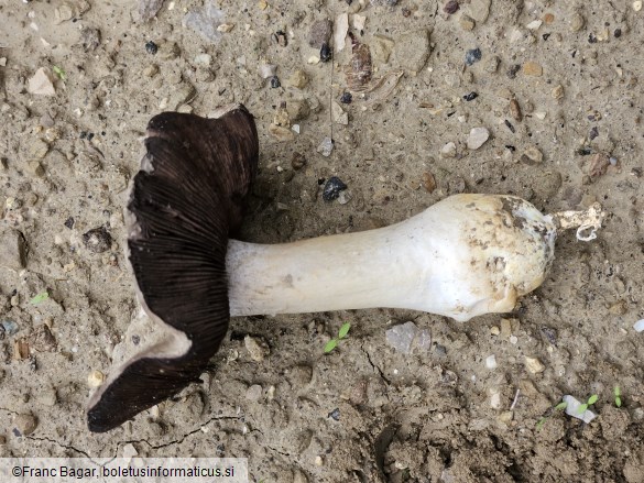 Agaricus bresadolanus