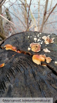 Flammulina velutipes