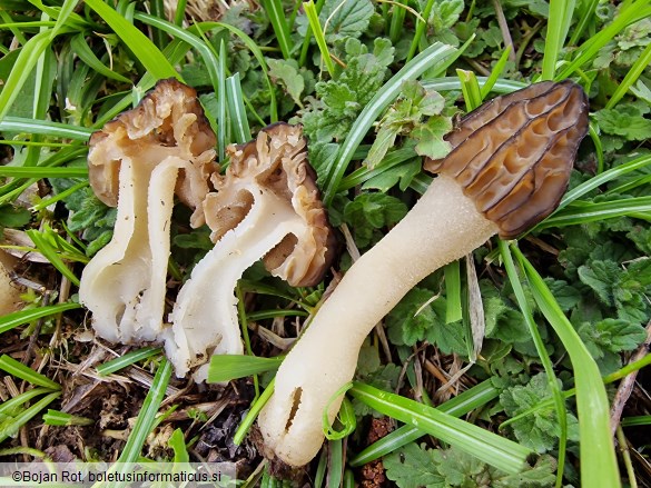 Morchella semilibera