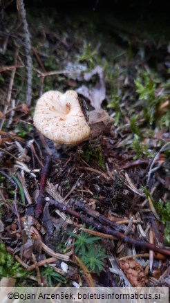 Polyporus tuberaster