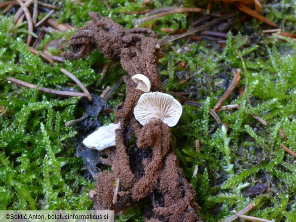 Crepidotus luteolus