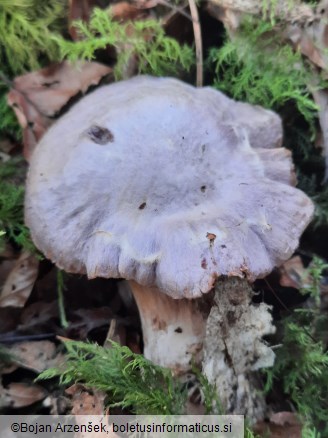 Cortinarius traganus