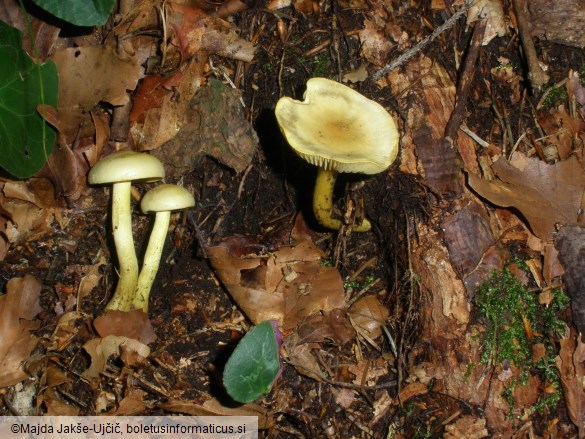 Tricholoma sulphureum