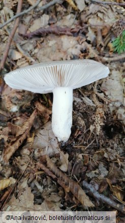 Russula heterophylla