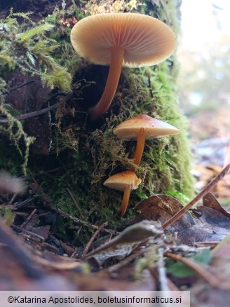 Flammulina velutipes