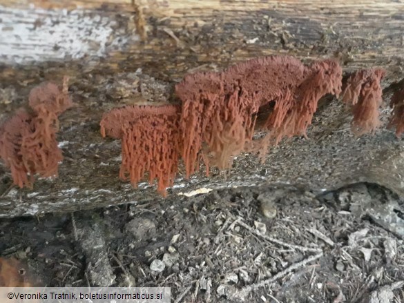 Stemonitis fusca