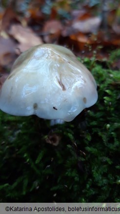 Stropharia caerulea