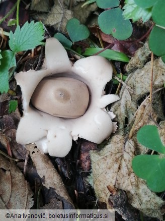 Geastrum rufescens