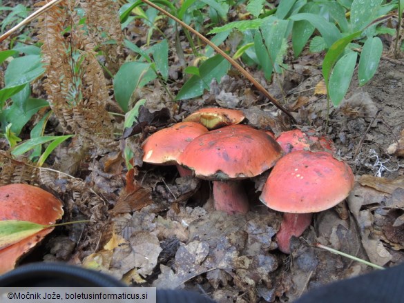 Rubroboletus dupainii