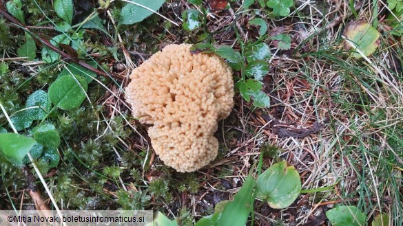 Ramaria flava