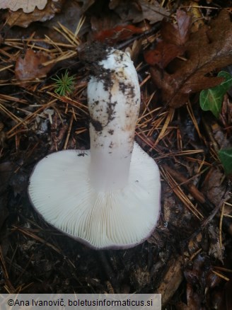 Russula cyanoxantha