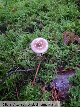 Hygrophorus olivaceoalbus