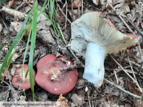 Russula olivacea