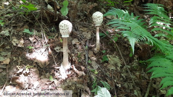 Macrolepiota procera