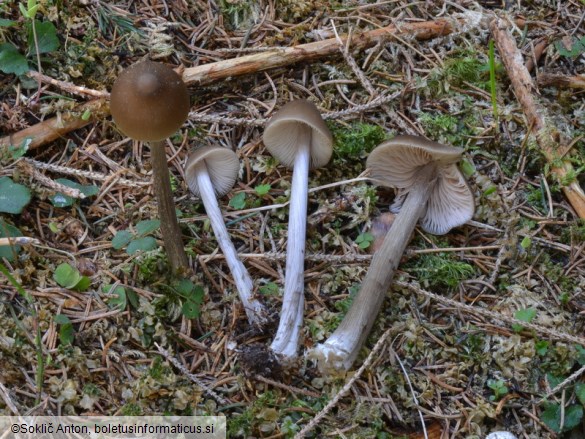 Entoloma hirtipes