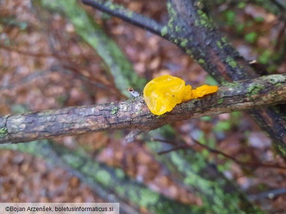 Tremella mesenterica