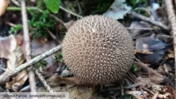 Lycoperdon umbrinum