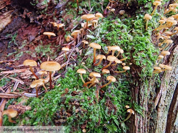 Xeromphalina campanella