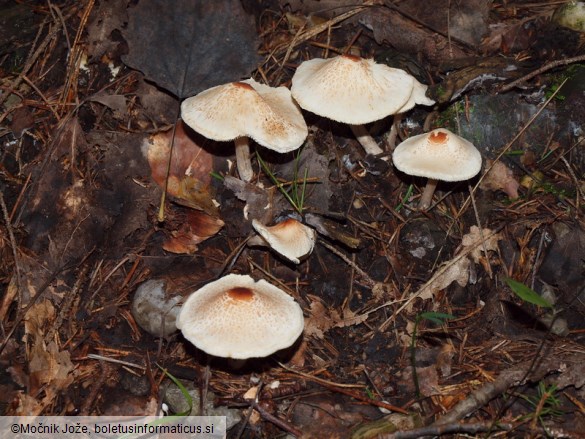 Lepiota cristata