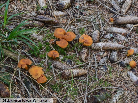 Cortinarius limonius