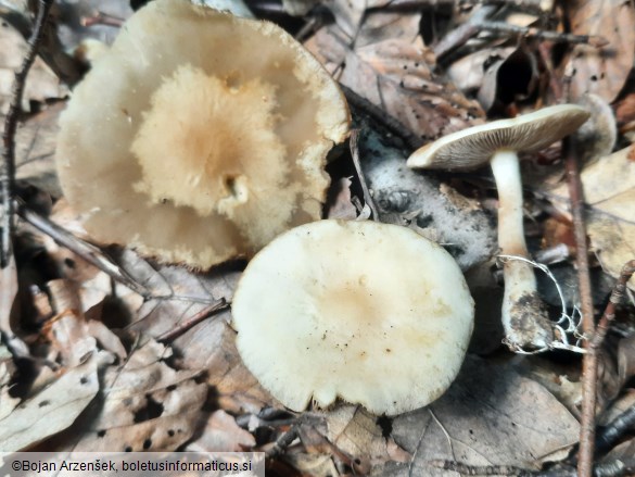 Agrocybe praecox