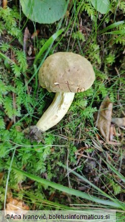 Boletus subtomentosus