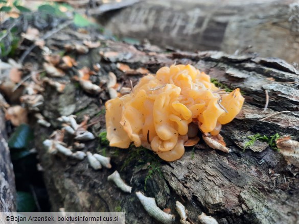 Tremella aurantia