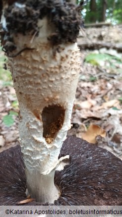 Agaricus augustus