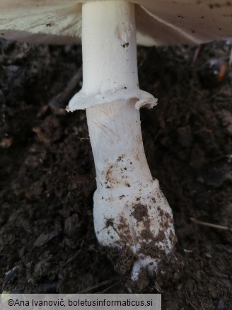 Amanita pantherina