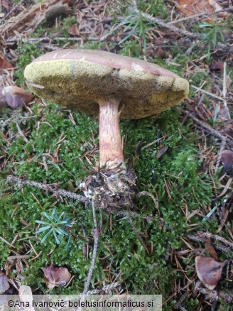 Xerocomellus chrysenteron