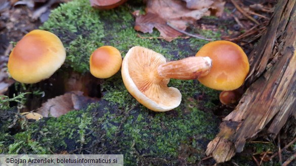 Gymnopilus penetrans