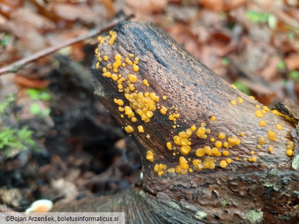 Bisporella citrina