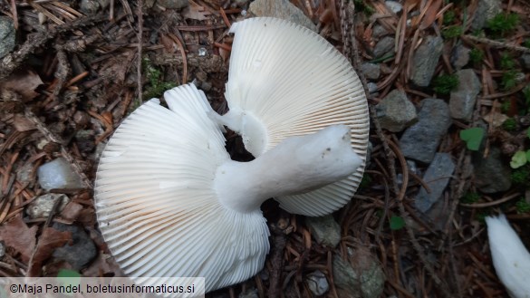 Russula azurea